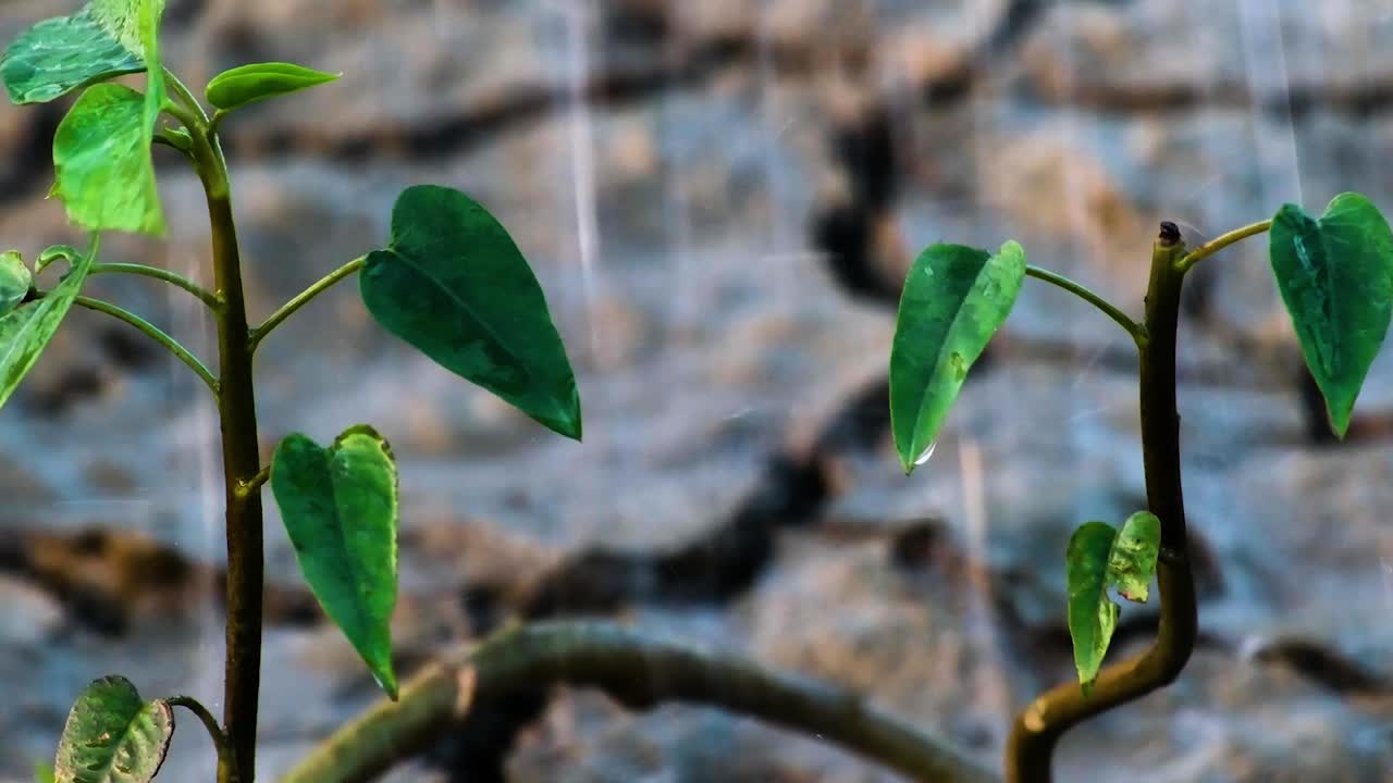 건조 한 토양 에 있는 어린 초록색 식물, 그 위 에 물 이 아져