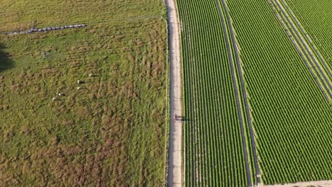 mamá con un cochecito de bebé caminando por un camino de tierra junto a algunos campos en scherpenheuvel en bélgica
