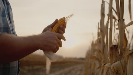 Farmer's-hands-hold-corn-cob-work-in-field