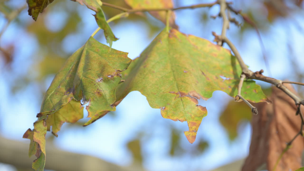 바람에 건조 한 메이플 나무 잎, 가을 시즌 풍경