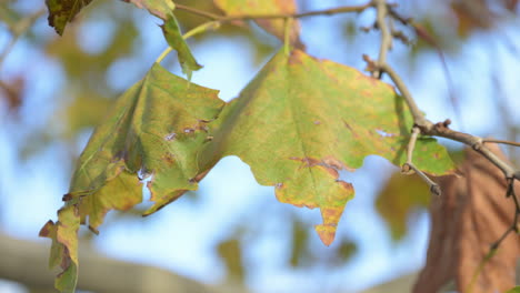 Dry-maple-tree-leaves-in-wind,-autumn-season-scenery
