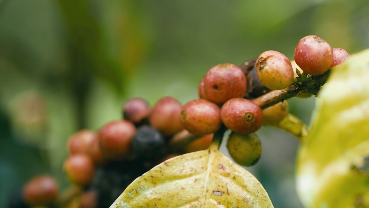 Cerezas de café maduras creciendo en una rama en una plantación