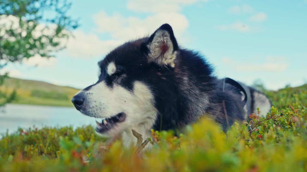 Primo piano di un cane di razza Alaskan Malamute che mastica mentre è sdraiato