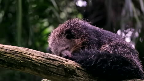 Seltenes-Geschöpf-Binturong,-Das-Auf-Baumast-Liegt