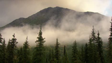 misty forest and mountain