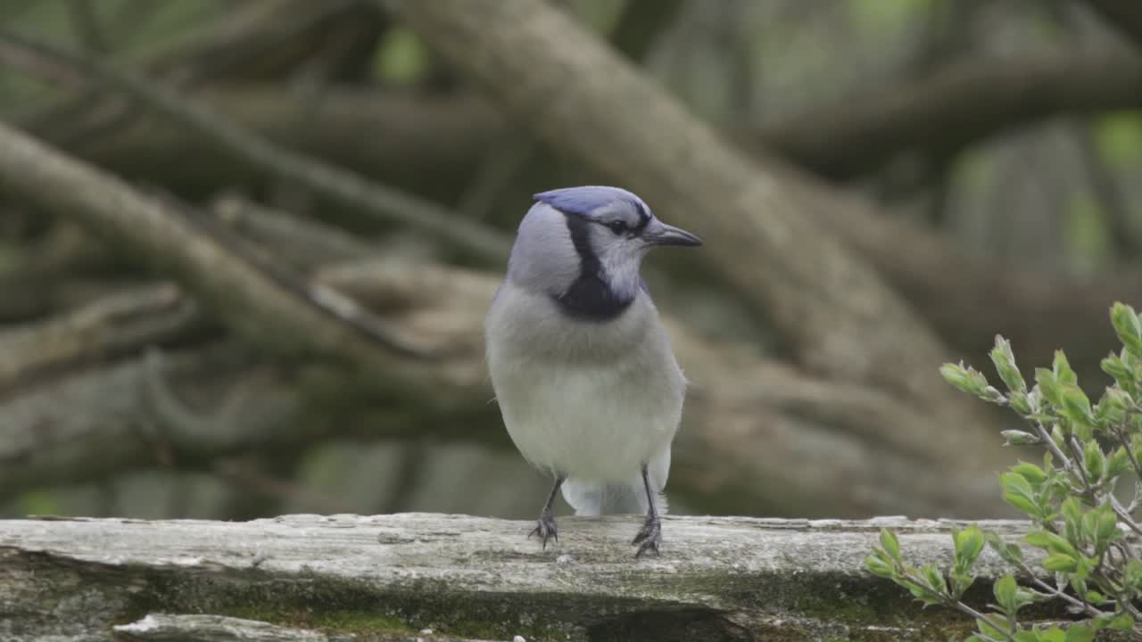 cámara lenta de cerca, hermoso arrendajo azul posado en la rama de un árbol, luego saltando