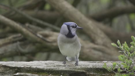 slow mo close up, gorgeous blue jay perched on tree branch, then jumping off