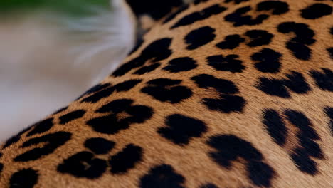 leopard fur texture
