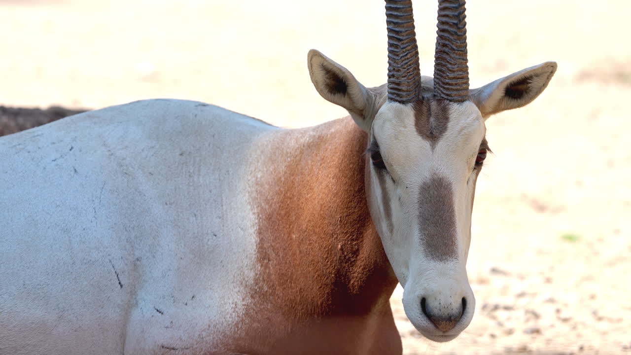 un oryx en un safari