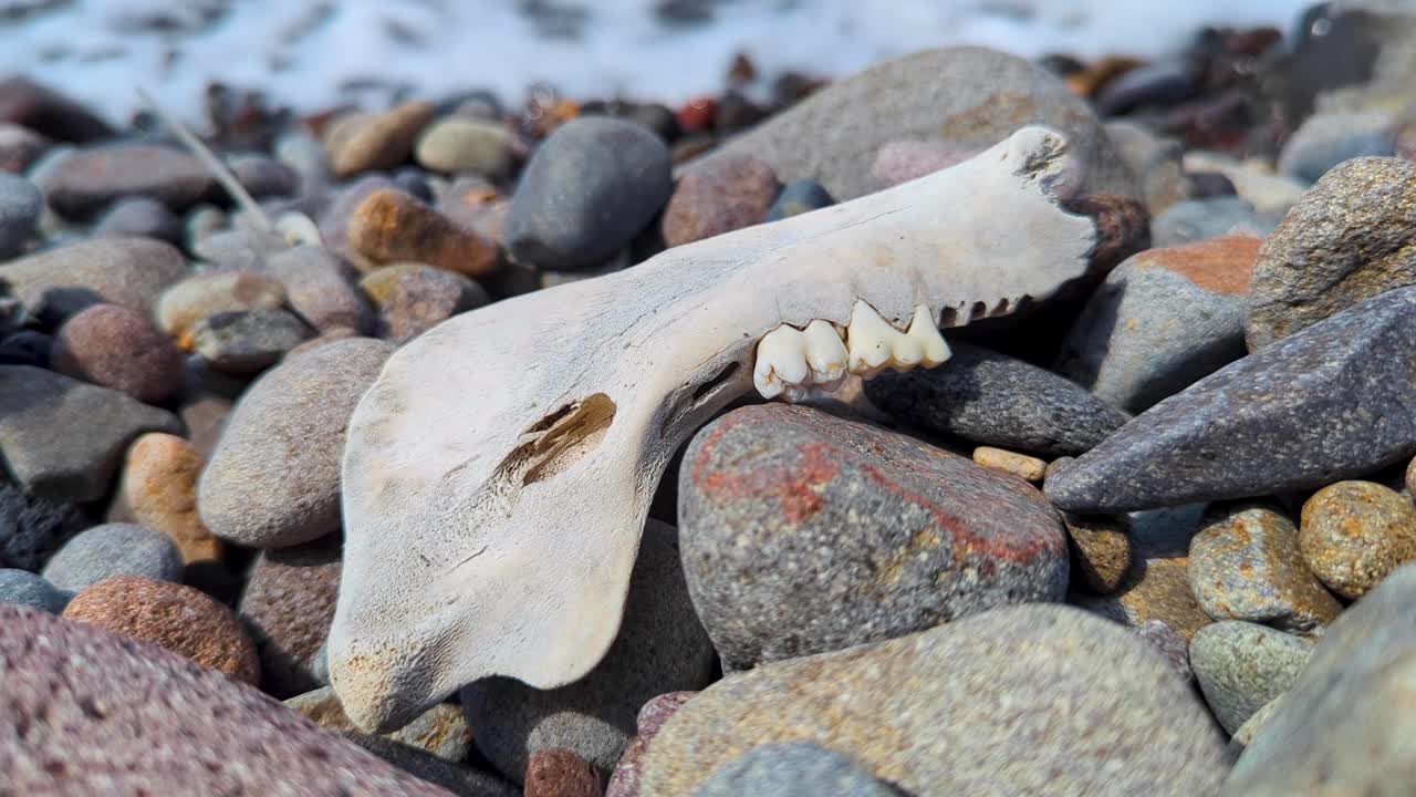 Closeup of dead animal jawbone with molar teeth on pebble beach in Bali Indonesia