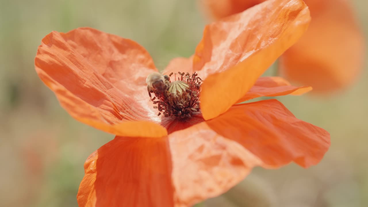abeja en flor de amapola roja. de cerca