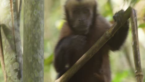 a capuchin monkey climbs straight up a branch inside a tree, close up following shot