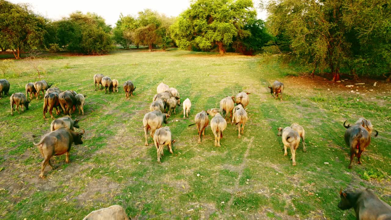 잔디  ⁇  동물 산업에 대한 태국 버팔로 그룹