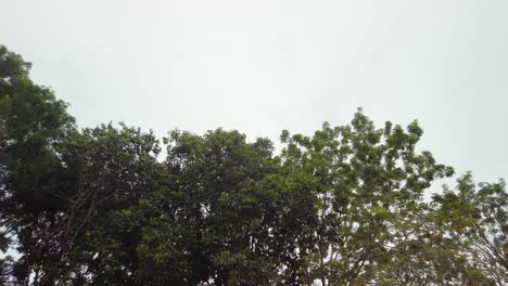 Cinematic-left-to-right-shot-of-tropical-green-leaved-trees-during-a-very-cloudy-day-in-daylight