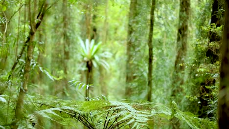 lush green forest with dense foliage and towering trees in soft natural light, creating a serene and peaceful atmosphere