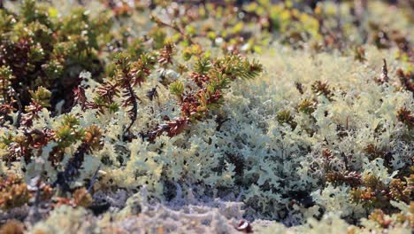 arctic tundra lichen moss close-up. found primarily in areas of arctic tundra, alpine tundra, it is extremely cold-hardy. cladonia rangiferina, also known as reindeer cup lichen.