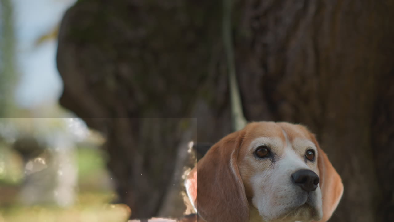 beagle dog glances around with restless energy, ears lifted and gaze alert, surrounded by warm autumn colors and illuminated by soft forest light with brief glint of reflected rectangular shine