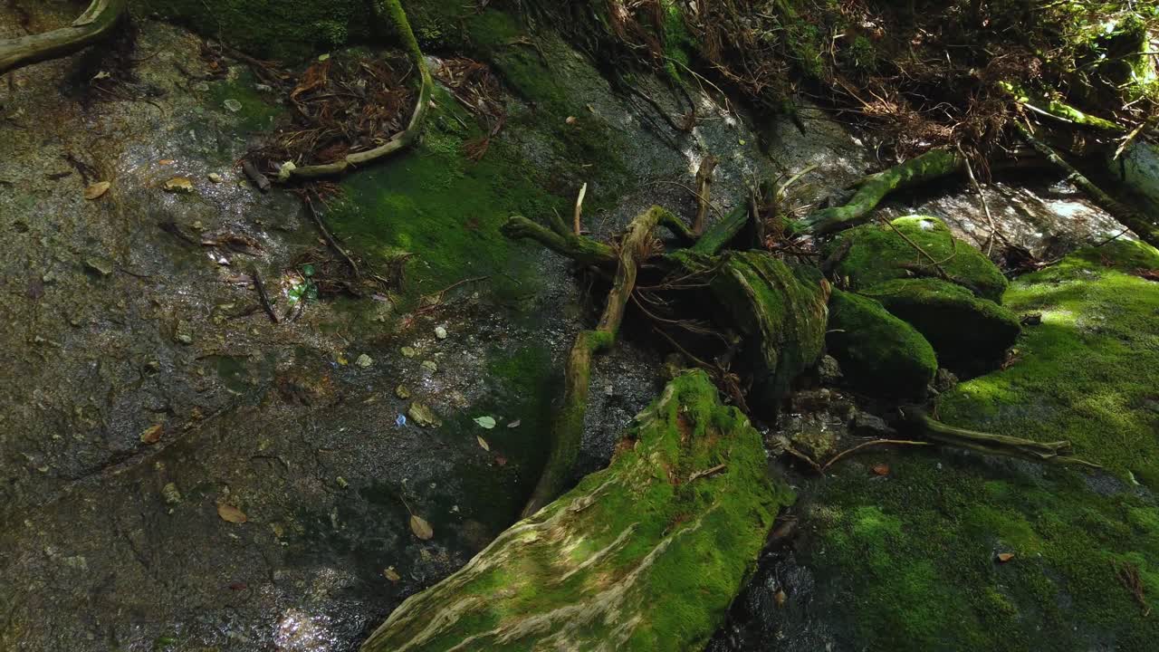 el suelo del bosque shiratani unsuikyo cubierto de rocas cubiertas de musgo, la isla de yakushima, japón