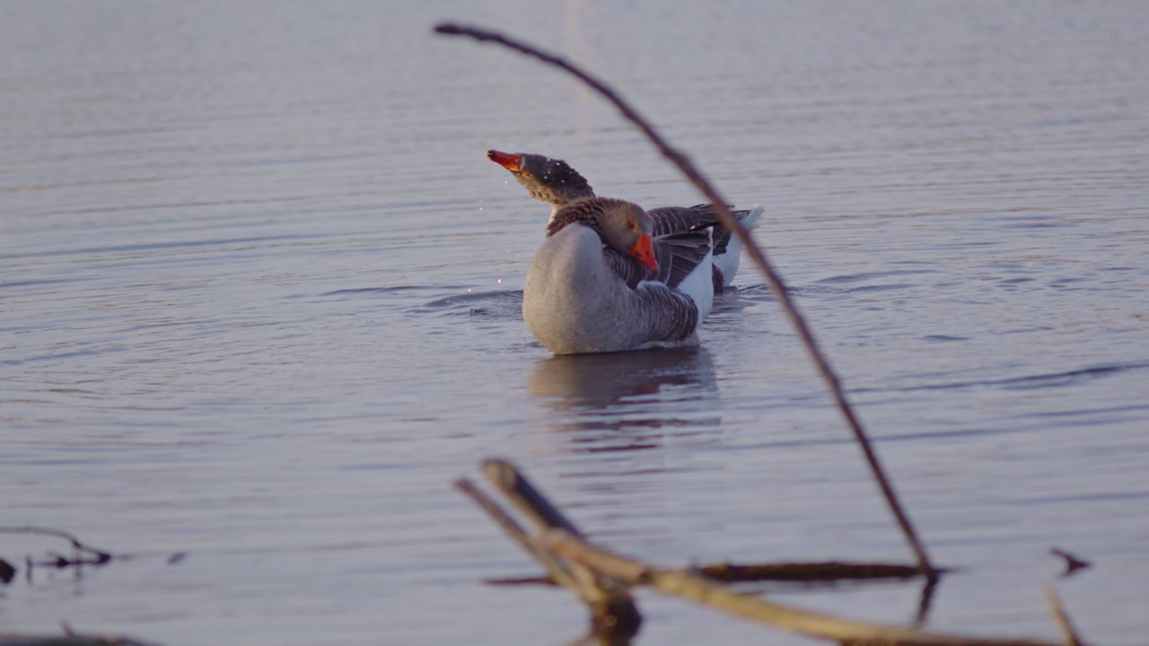 slow motion shot of goose shaking a bunch of water off his head