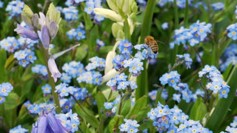 Una-Abeja-Melífera-Recolectando-Néctar-En-Un-Jardín-De-Verano-Con-Flores-Azules