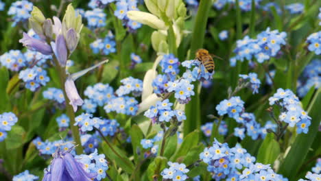 una abeja melífera recolectando néctar en un jardín de verano con flores azules