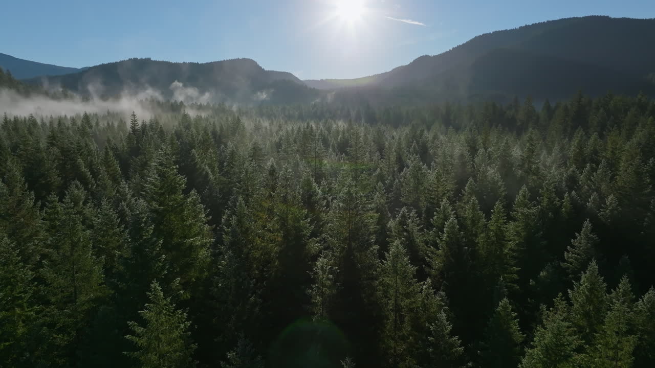 Sfondo naturale aereo panoramico con cime di alberi verdi appuntite e nitide, sole e crinale con nebbia.