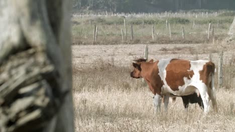 Cow-Grazing-In-The-Meadow---wide-shot