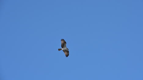 osprey hovering against blue sky, looking for prey down in water