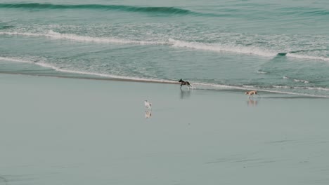 three dogs running and having fun on the beach in front of the water in slow motion