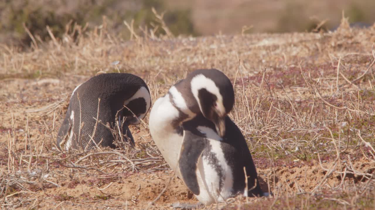 dos pingüinos magallánicos se arreglan sentados en la hierba seca de la playa de arena limpiando sus plumas