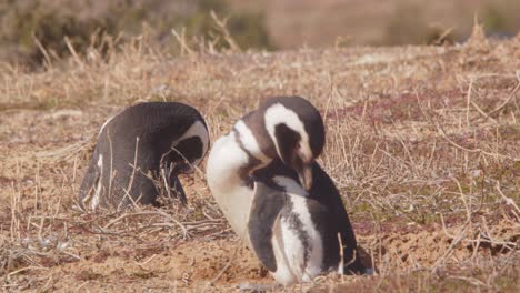 two magellanic penguins preening sitting on the dry grass of the sandy beach cleaning their feathers