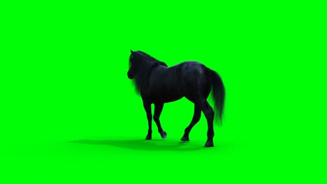 el caballo negro caminando. la animación realista de la pantalla verde.