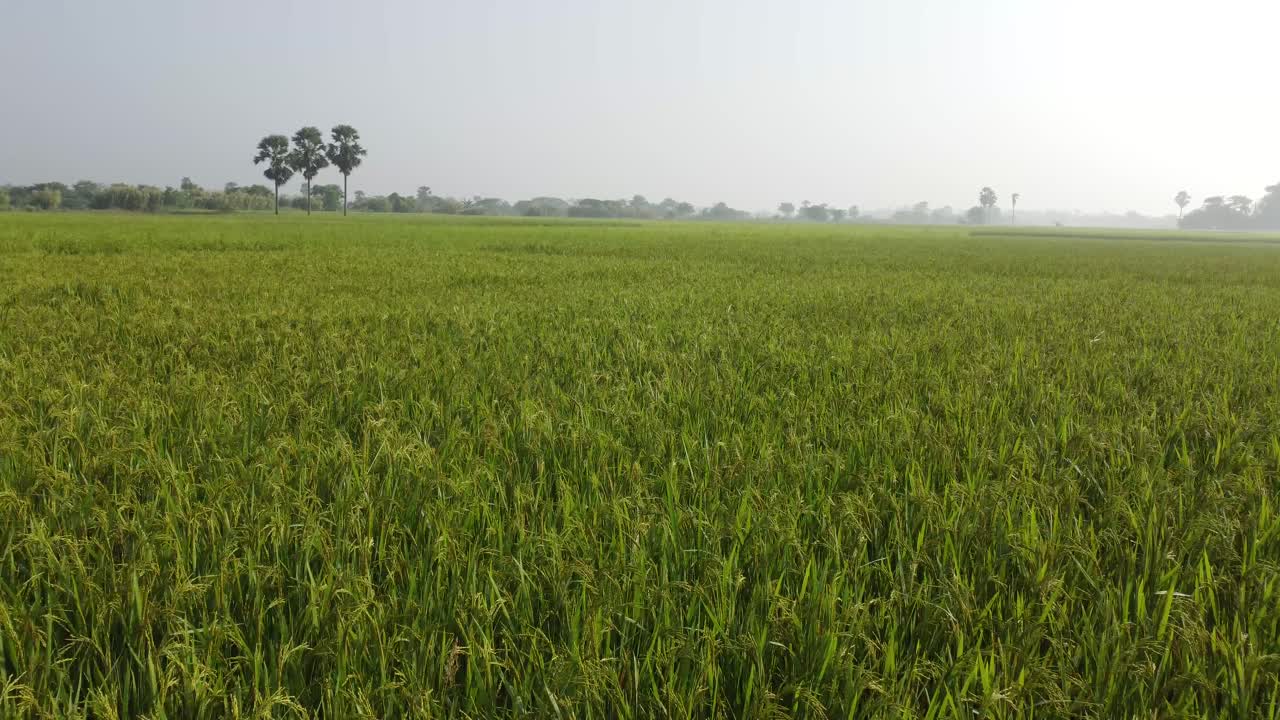 Drone footage of the village's paddy fields