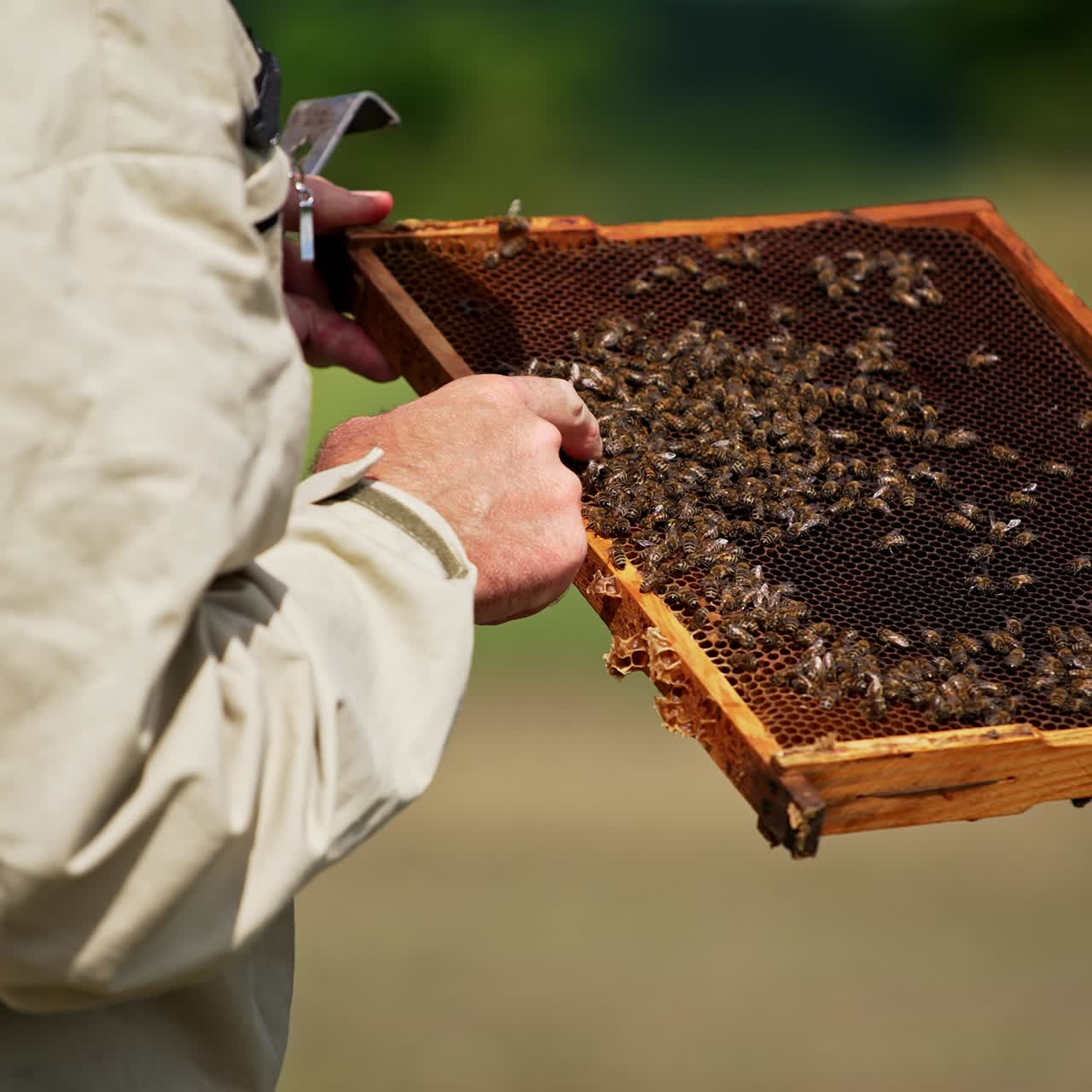 Male beekeeper holding a frame with some bees on it. Man touches honey insects with bare hands. Blurred background