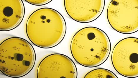 Seamless-looping-animation-with-rows-of-Petri-dishes-containing-a-circular-flat-form-of-black-bacterial-or-fungi-colonies.-Yellow-agar-plate-used-to-diagnose-infection.-Microbiology,-laboratory.-4K