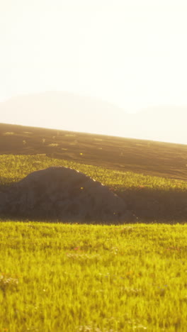 sunrise over a grassy field