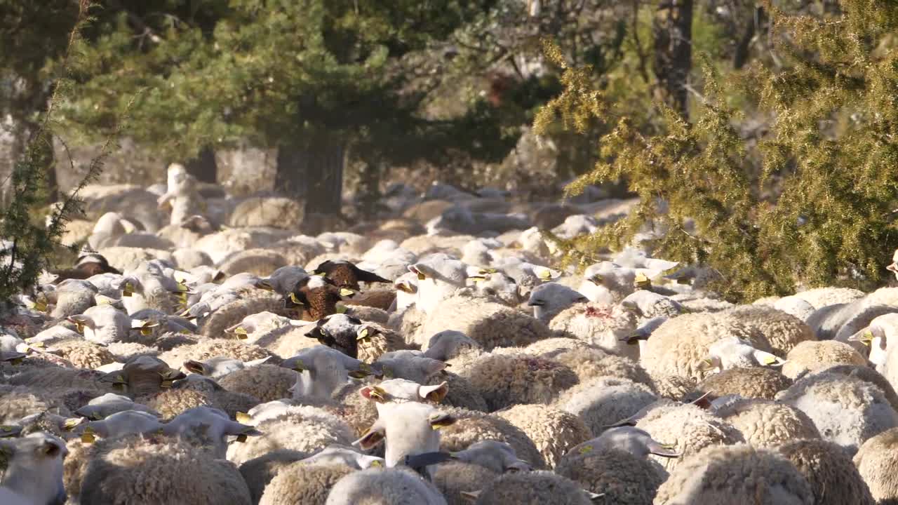 Static shot of flock of sheep walking among trees. Slow-motion