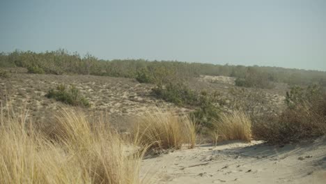 sandy coastal dunes with beachgrass growing on sunny day, pan left shot