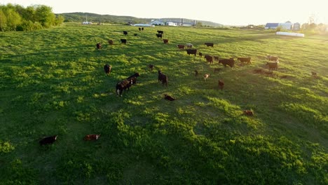 Eine-Kuhherde-Genießt-Im-Sommer-Einen-Warmen-Sonnenuntergang-Auf-Einer-Wiese