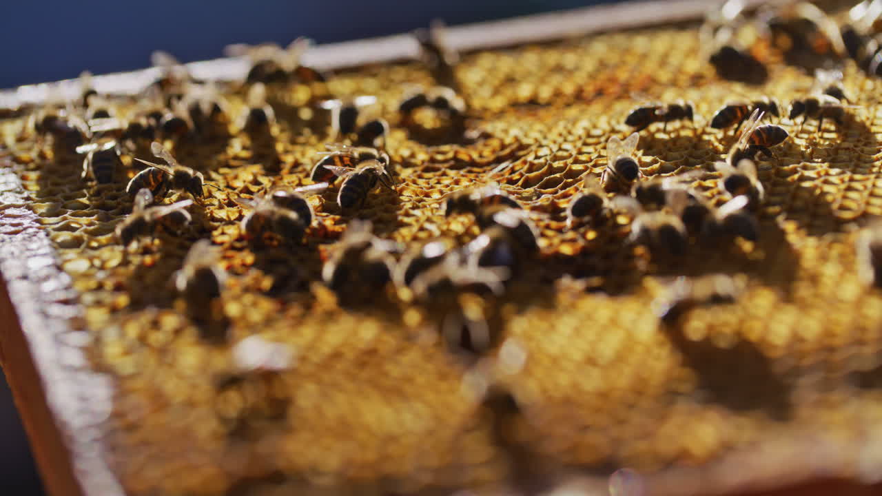 primer plano de las abejas en el panal al atardecer