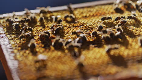 close-up of bees on honeycomb at sunset