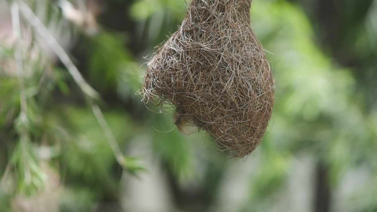Indian silverbill bird flying out of a discarded baya weaver bird nest slow motion