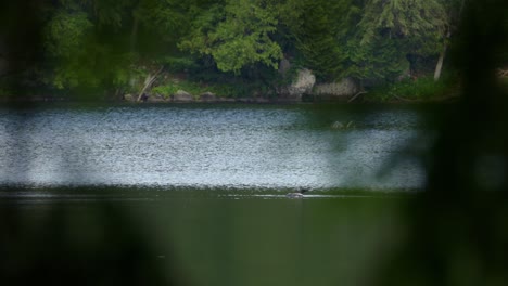 Loon-Solitario-En-Hermosas-Aguas-Tranquilas-En-Un-Hermoso-Día