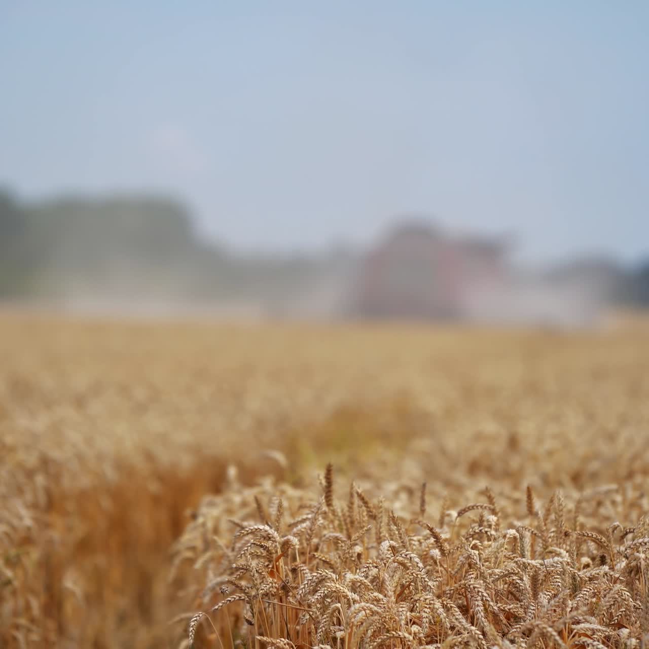 Harvester machine on wheat field