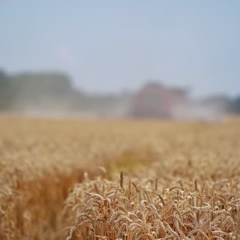 harvester machine on wheat field