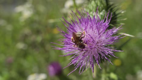 Honeybee-on-spear-thistle-pink-plant-in-slight-breeze