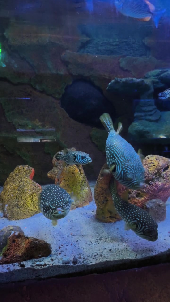 Gruppo di pesci palla maculati che nuotano in un acquario tropicale