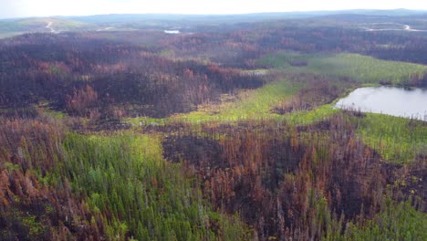 aerial landscape view of the aftermath of the biggest wildfire in the history of the province of québec, canada, extinguished forest fire