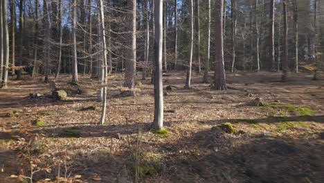 Panorama-of-beautiful-sunlight-through-forest-trees-in-Germany