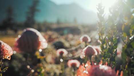 Multiple-shrubs-of-exotic-african-flowers-Proteaceae-Leucospermum-vestitum-under-beautiful-sunlight